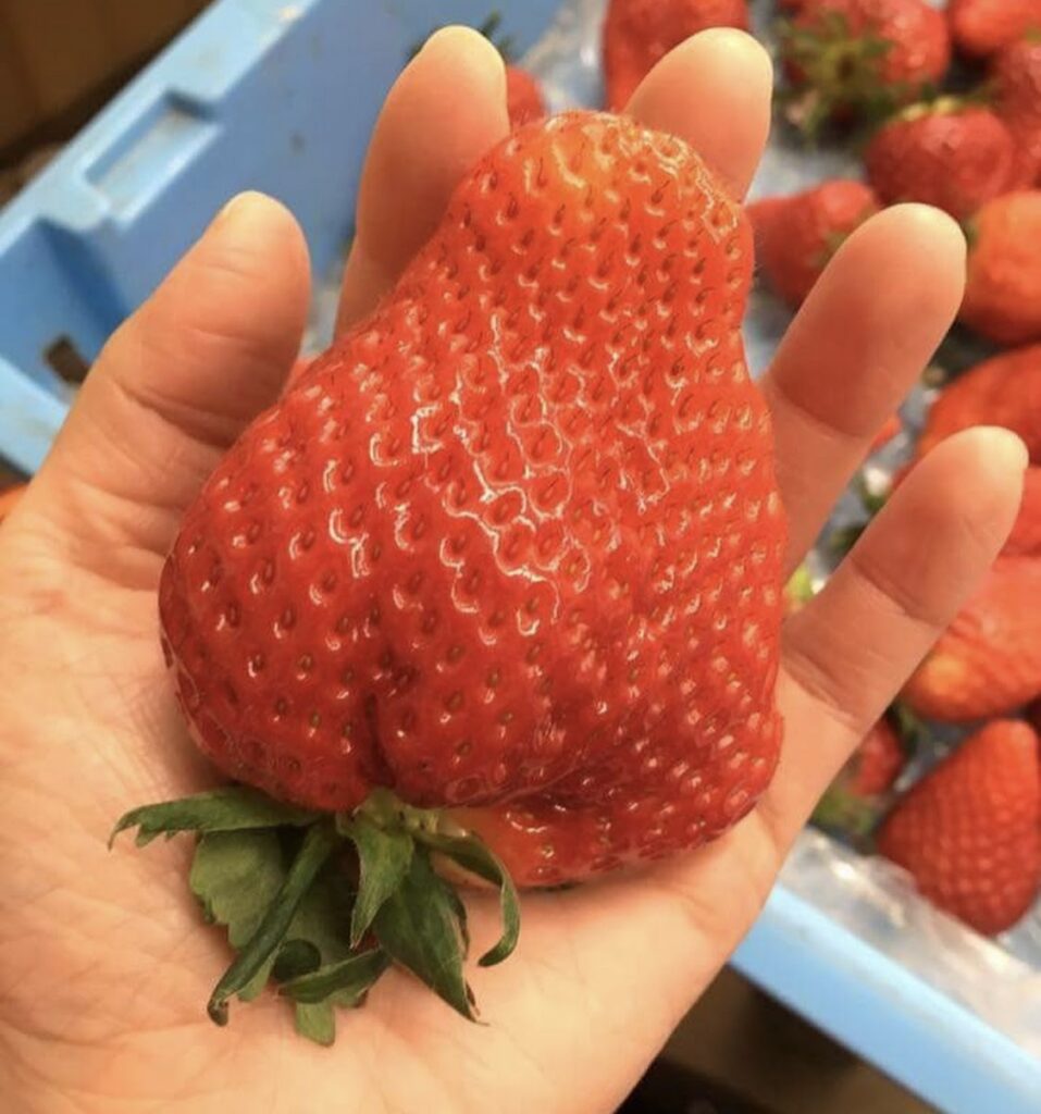 糸島産の大粒あまおういちご