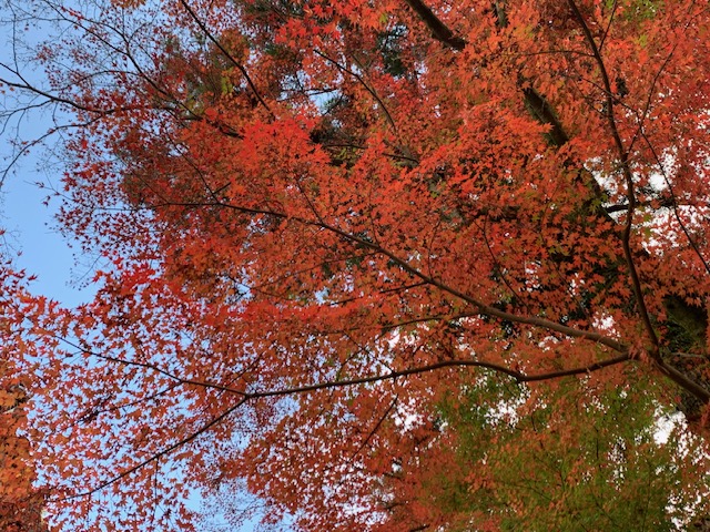 雷山千如寺大悲王院の紅葉風景