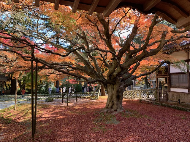 雷山千如寺の樹齢約400年の大楓