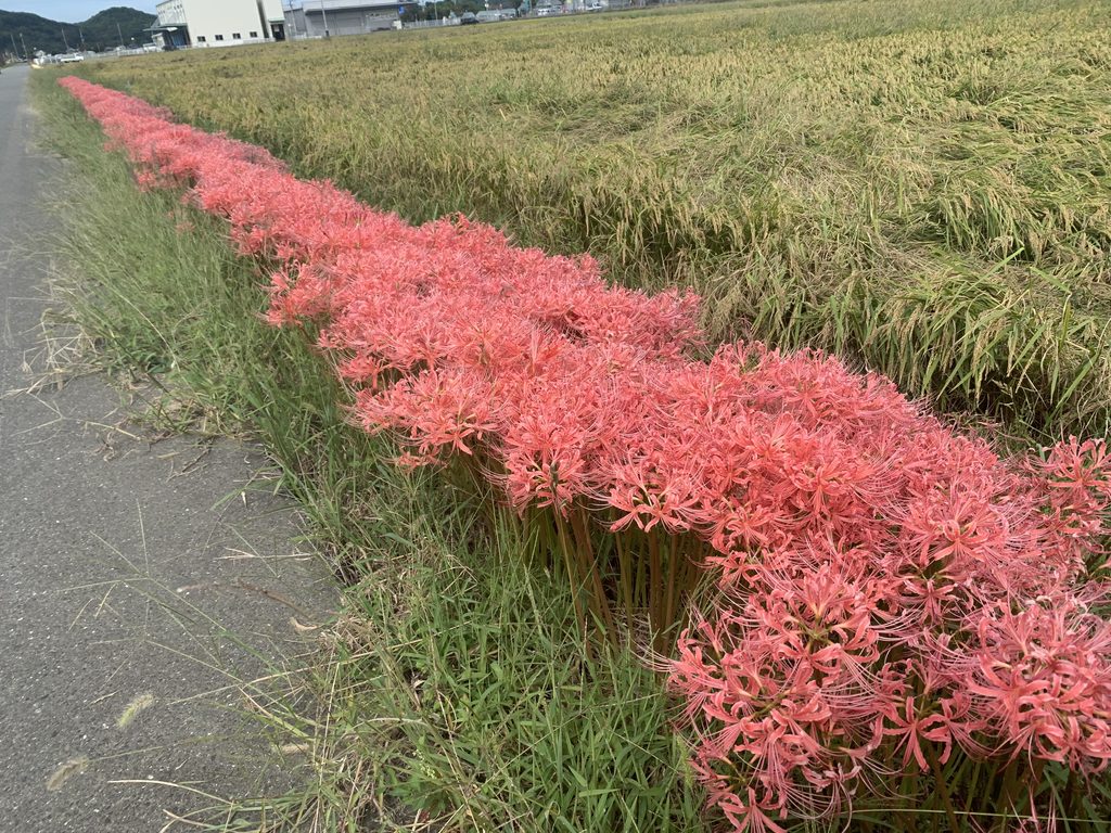 糸島の田んぼのあぜ道に咲く彼岸花